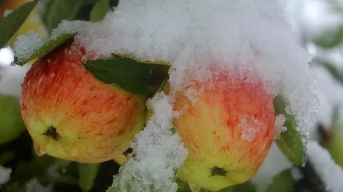 Himachal Weather: हिमपात और वर्षा से सेब के पौधों में आई जान,  चिलिंग आवर्स पूरे होने की है उम्मीद