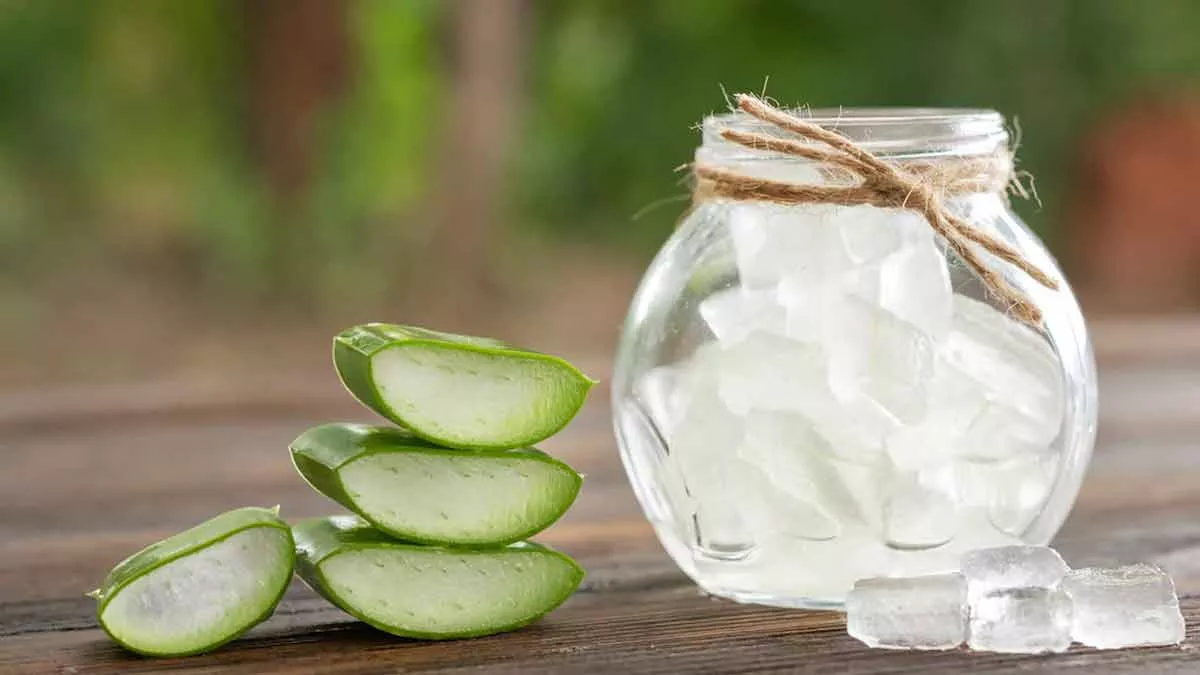 Best Aloe Vera Juice In India: एलोवेरा जूस खरीदना है? यहां देखें पॉपुलर एलोवेरा जूस की लिस्ट