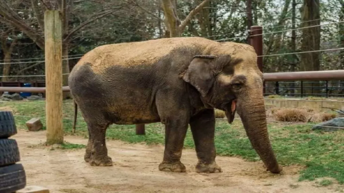 Nainital News: पैर में संक्रमण की वजह से असहाय हुआ पालतू हाथी