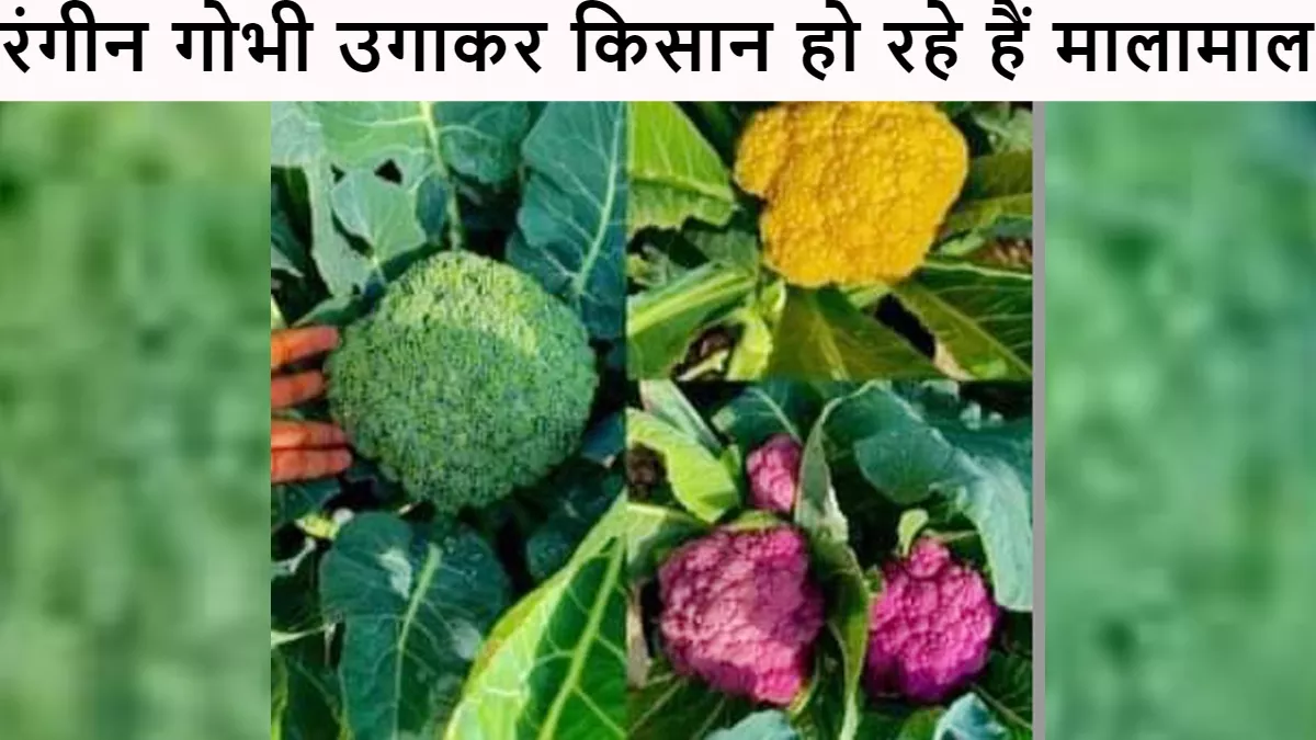 Shravasti News: तराई के किसानों ने खेती-किसानी को लेकर की नई पहल, रंगीन गोभी उगाकर कर रहे हैं लाखों में कमाई