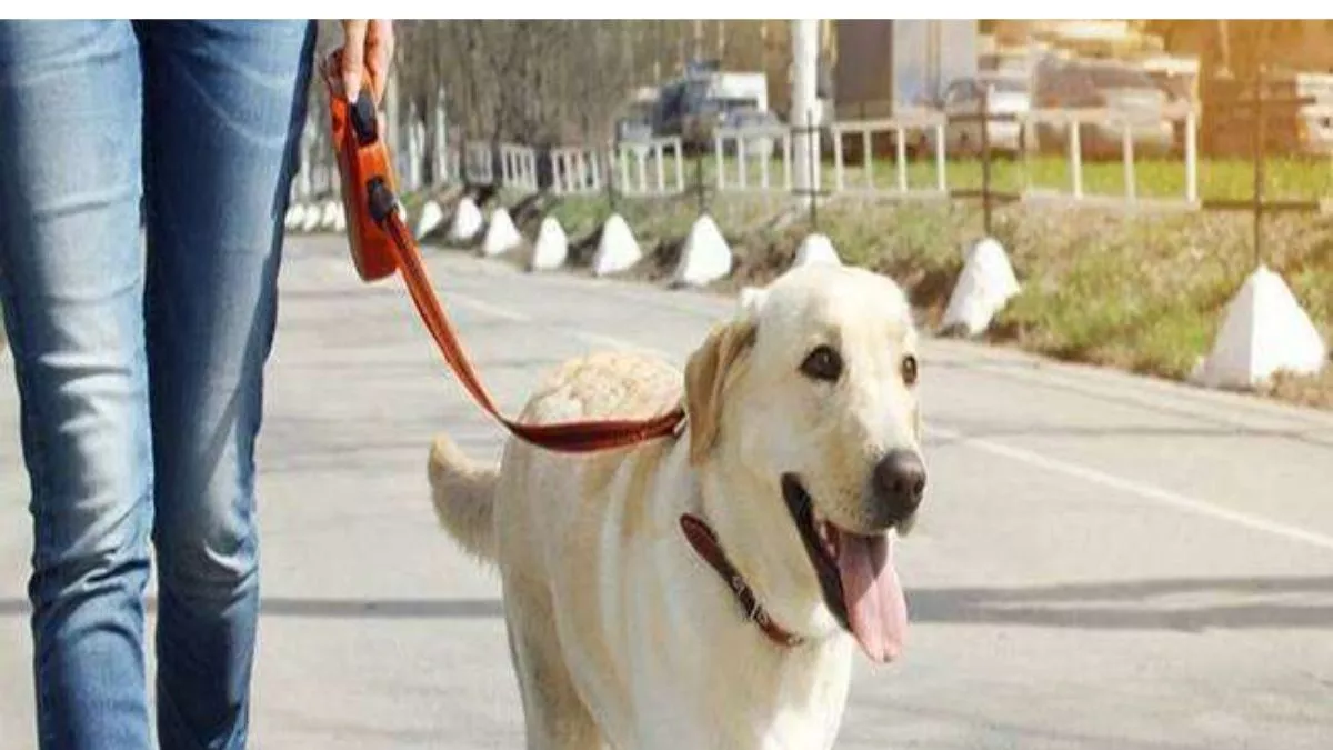 नौ फरवरी को नगर निगम कार्यालय में पालतू कुत्तों का पंजीकरण।