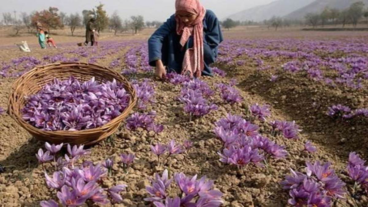 jammu kashmir saffron cultivation flourishing know the reason behind thriving of jammu kashmir saffron farming