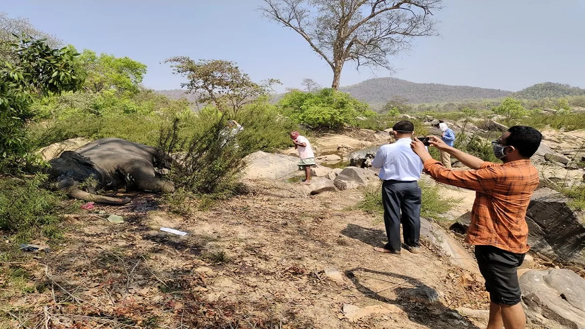 कई दिनों से नदी में पड़े हाथी के शव को दफनाया गया, मौत की गुत्‍थी सुलझाने में पोस्‍टमार्टम रिपोर्ट करेगी मदद