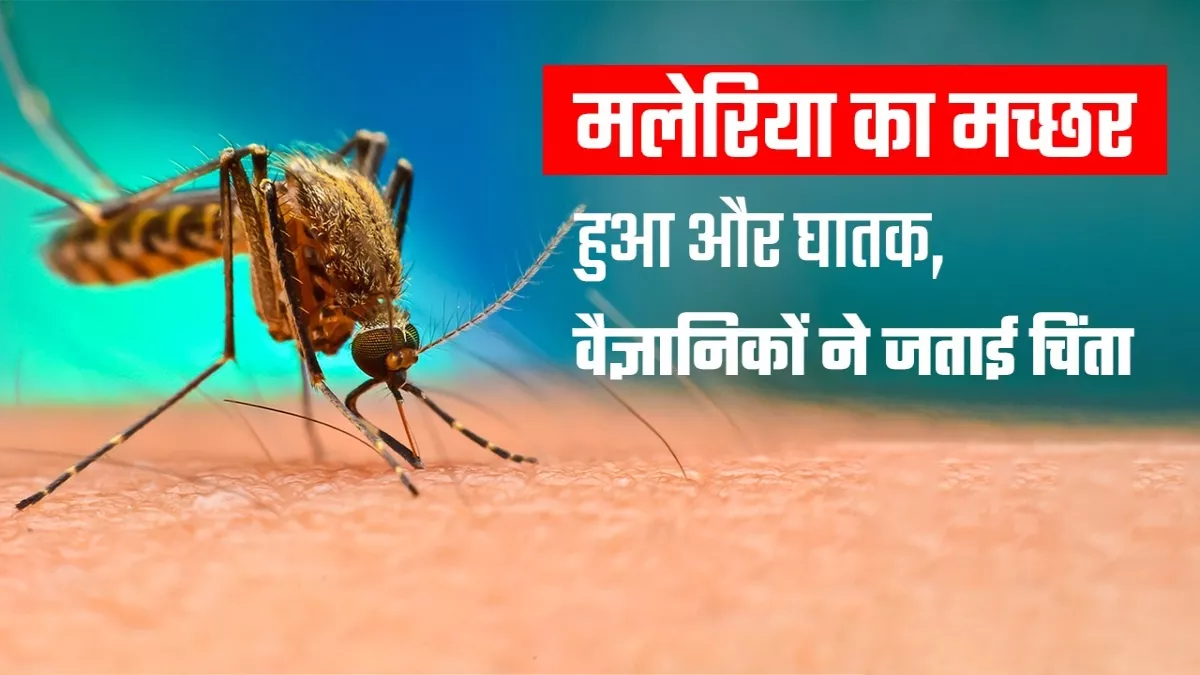 मलेरिया के मच्छर हुए ज्यादा खतरनाक, जलवायु परिवर्तन से इनका इलाका भी बढ़ रहा, जानिए क्या है बचाव