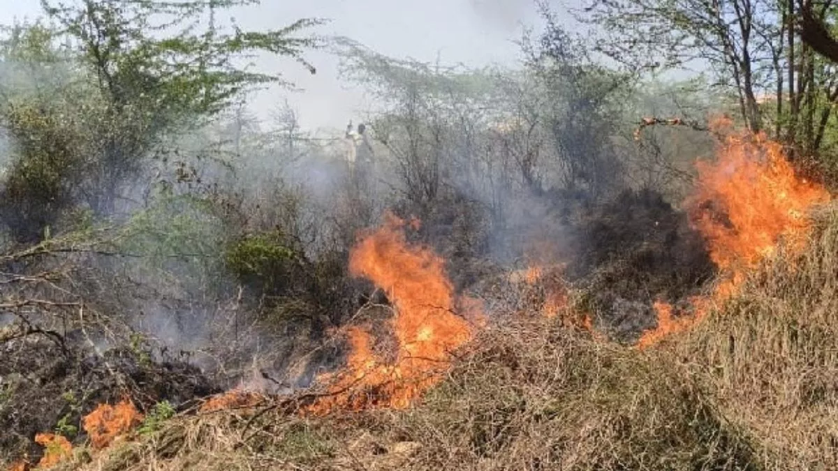 Jalaun News: जंगल में लगी आग, 100 से अधिक बबूल के पेड़ जले; लोगों ने टैंकर बुलाकर पाया काबू