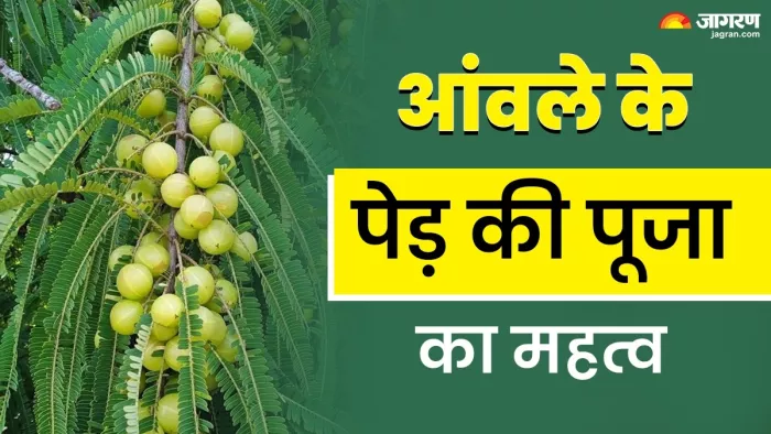 Rangbhari Ekadashi 2025: रंगभरी एकादशी पर करें आंवले के पेड़ की पूजा।