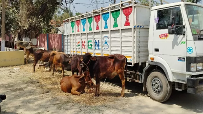 कटिहार में गाय की तस्करी करते दबोचा गया ट्रक चालक (जागरण)