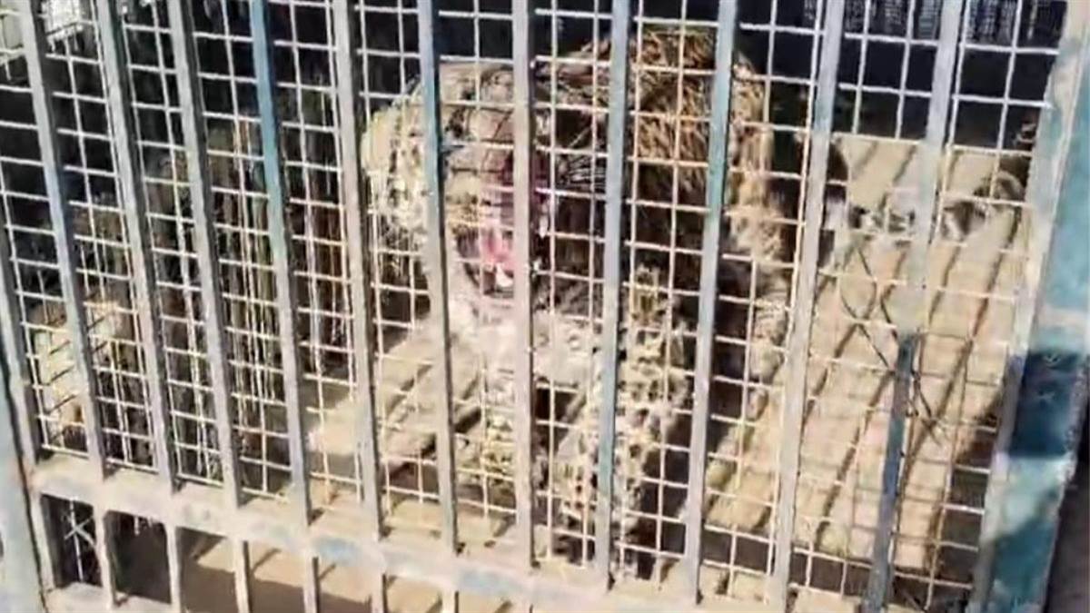leopard trapped in cage in rampurs maswasi villagers relieved