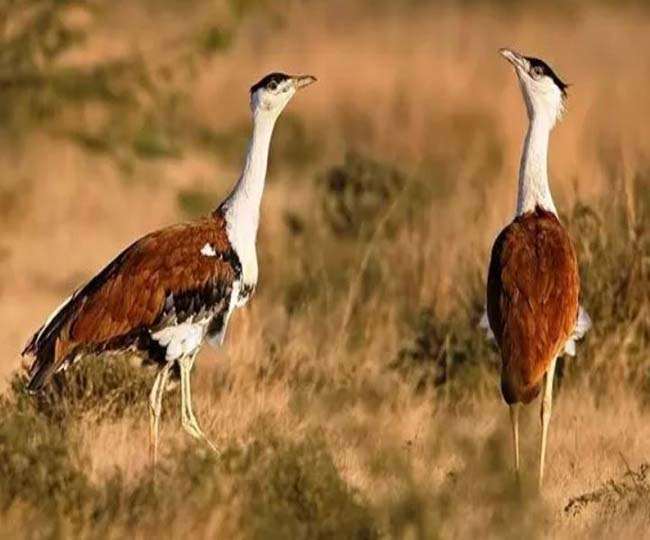 https://www.jagranimages.com/images/newimg/07042021/07_04_2021-great_indian_bustard_21535478.jpg