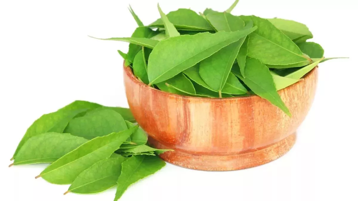 Curry Leaves Benefits: आंखों की रोशनी बढ़ाने के साथ वजन कम करने तक, जानिए करी  पत्ते के जबरदस्त फायदे - health benefits of curry leaves know here 5  advantages weight loss eyesight