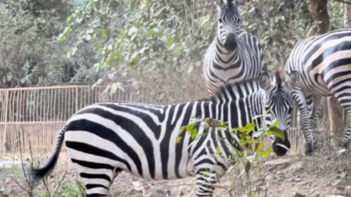 two pythons died of heat stroke during coming from chennai to gorakhpur zoo now bringing zebra became challenge from lucknow