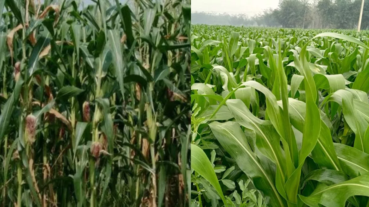 Bihar News: कभी बाढ़ और सूखे की मार से परेशान थे शिवहर के ये किसान, आज आधुनिक खेती से कर रहे मोटी कमाई
