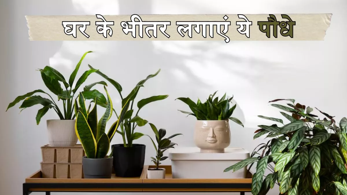 Indoor Plants: बनाना चाहते हैं अपने बेडरूम को सुंदर और रिलैक्सिंग, तो कमरे में लगाएं ये पौधे