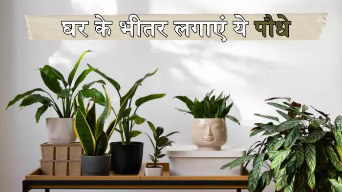 इन इंडोर प्लांट्स से बढ़ाएं अपने कमरे की खूबसूरती