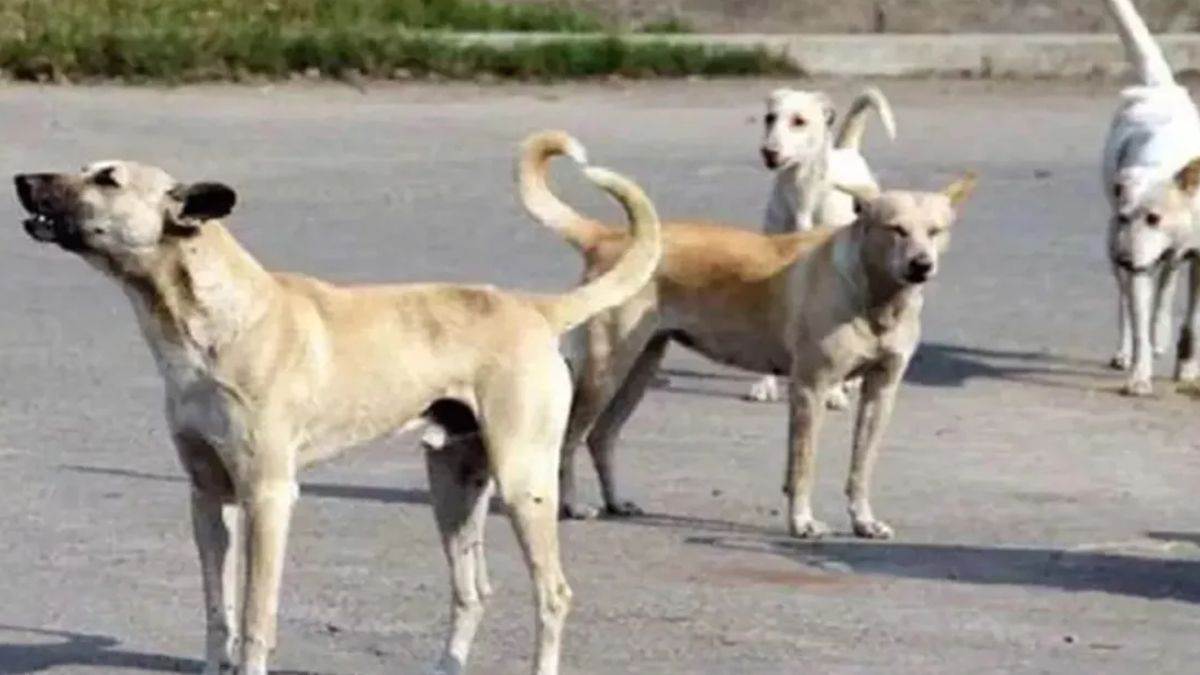 ncr animal birth control center is being prepared in gurugram it will provide relief from stray dogs