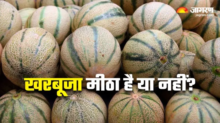 Tips for buying sweet Muskmelon: मीठा और रसीला खरबूजा खरीदना है तो अपनाएं 5 टिप्स (Image: Freepik)