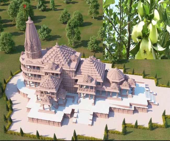 जम्मू संभाग के हर जिले में इन सेबों के बाग हैं।