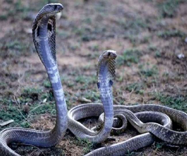 shocking news snakes pair disrupted electricity supply of 100 villages in rampur district up