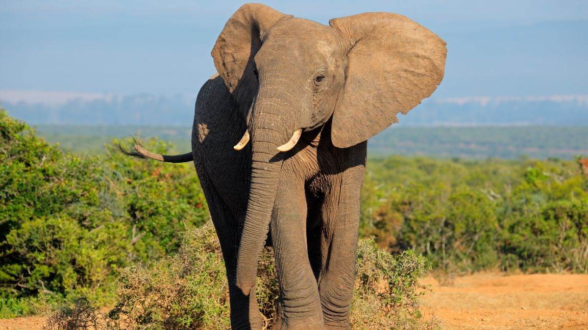 https://www.jagranimages.com/images/newimg/07052024/07_05_2024-elephant_23713134.jpg