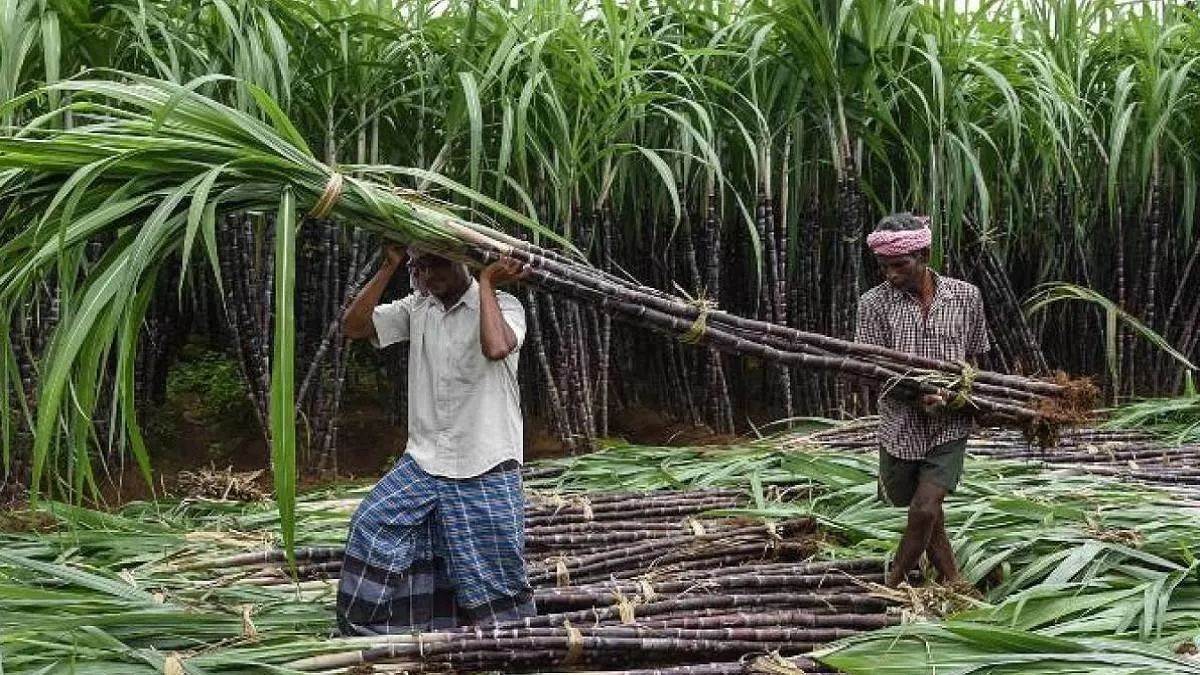 hapur cane committee scam 7 crore fraud case filed