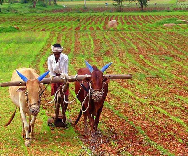 New experiments in Aligarh more risk less in contract farming