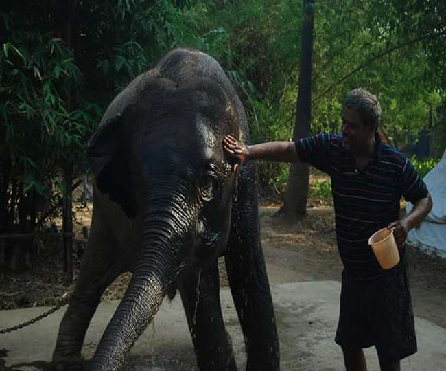 hathi