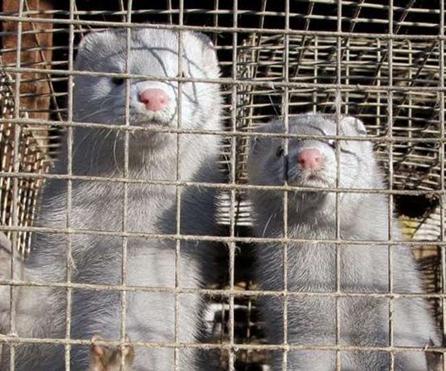 Dutch government ordered to kill 10000 mink after two people found corona  positive know more