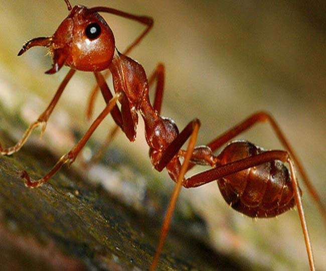 https://www.jagranimages.com/images/newimg/07062021/07_06_2021-red-ant_21714583.jpg