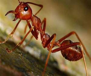 लाल चींटी की चटनी खाइए, कोसों दूर भाग जाएगा कोरोना महामारी