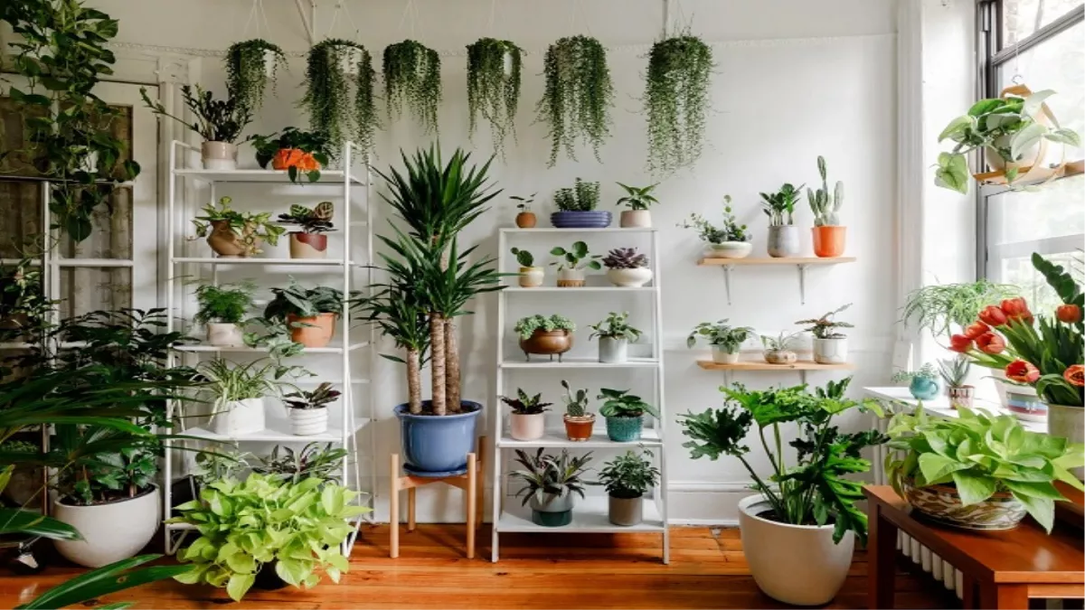 Oxygen Plants For Home: घर में लगा सकते हैं ये पांच पौधे, मिलेगा भरपूर ऑक्सीजन