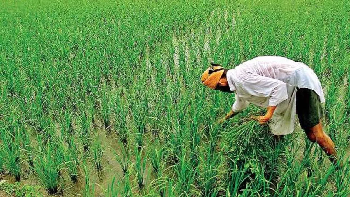 MSP पर केंद्र सरकार का बड़ा फैसला, धान समेत कई फसलों के न्यूनतम समर्थन मूल्य में वृद्धि