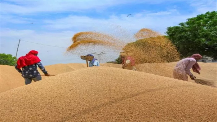 What is the MSP given to the farmers, know the complete information