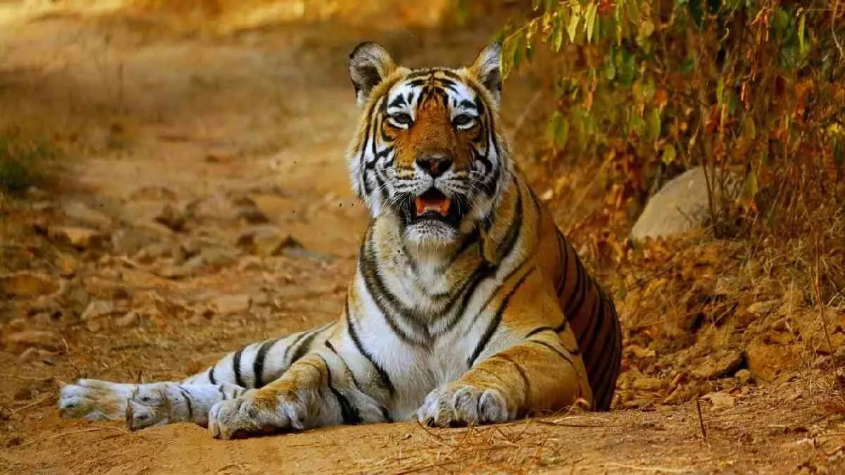 https://www.jagranimages.com/images/newimg/07062023/07_06_2023-tigers_23434421.jpg
