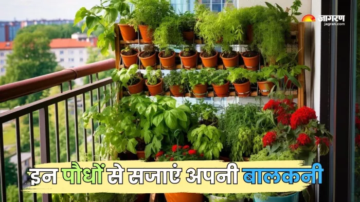 इन पौधों से सजाएं अपनी बालकनी (Picture Courtesy: Freepik)