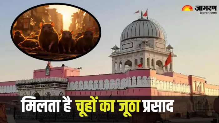 Karni Mata Mandir: मिलता है चूहों का झूठा प्रसाद (Pic Credit: Instagram//karni_mata_mandir_deshnoke/)