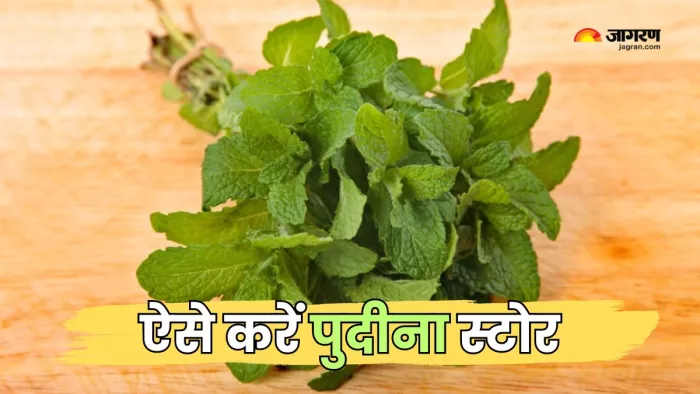 ऐसे करें पुदीने की पत्तियों को स्टोर (Picture Courtesy: Freepik)
