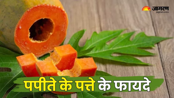 पपीते के पत्तों (Papaya leaves) का जूस पीने से मिलेंगे कई फायदे (Picture Courtesy: Freepik)
