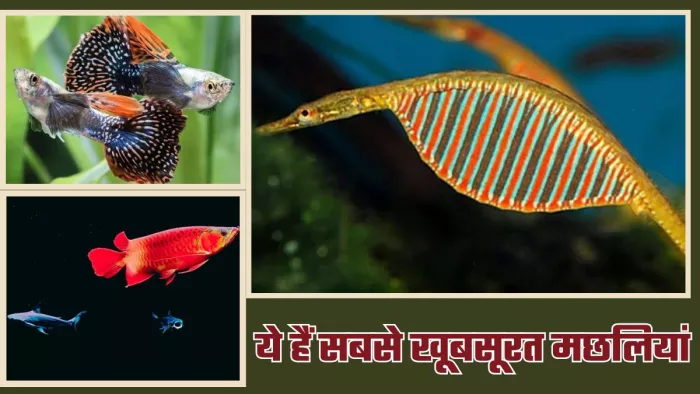 ये हैं दुनिया की सबसे खूबसूरत मछलियां। (Image Credit- Instagram)