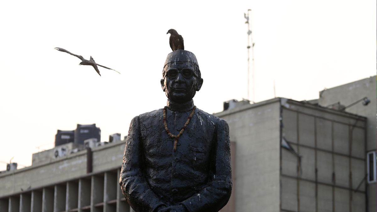 ncr new delhi city news economic impact of pigeon droppings
