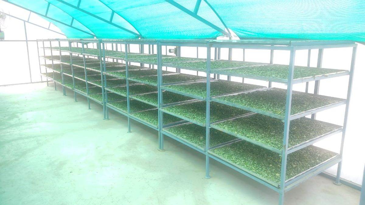 bihar special news farmers of jehanabad are earning profit of lakhs by selling sahajan leaves