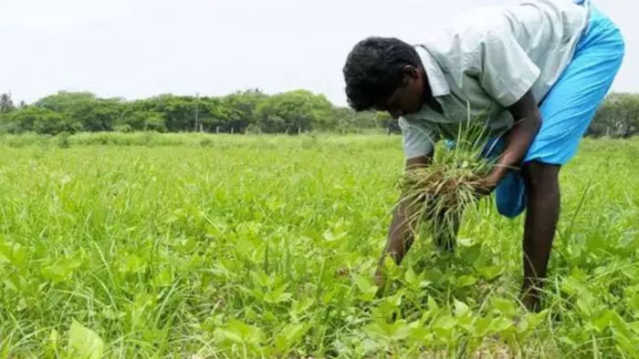 किसानों के खराब फसलों की सरकार करेगी भरपाई