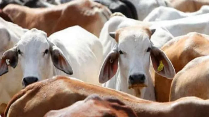 मृत मवेशी को ट्रैक्टर से खीचने का वीडियो इंटरनेट मीडिया में प्रचलित।