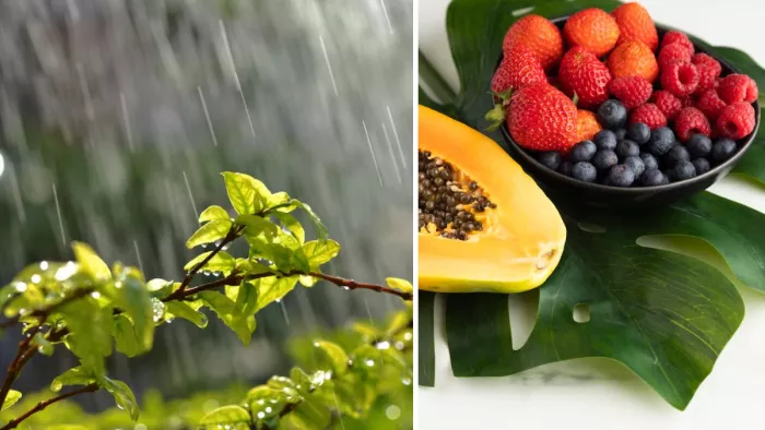 Monsoon में नहीं खाने चाहिए ये फल (Image Credit- Freepik)