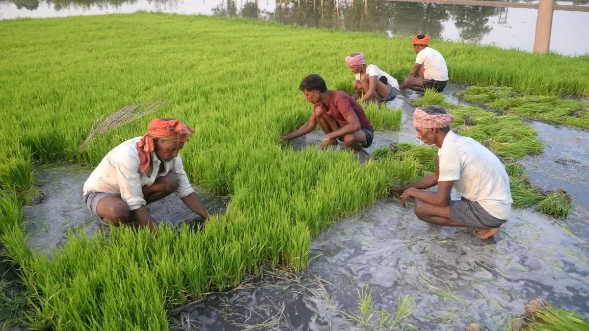 धान की अच्छी पैदावार के लिए क्या करें और क्या न करें? कृषि एक्सपर्ट ने बताया सबकुछ