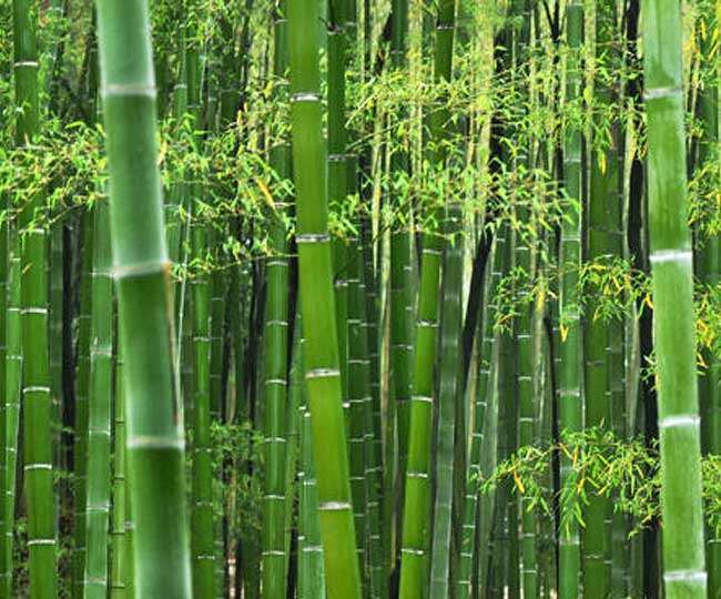 नेशनल बंबू मिशन के तहत जमशेदपुर में शुरू हुआ काम लोगों को मिलेगा रोजगार