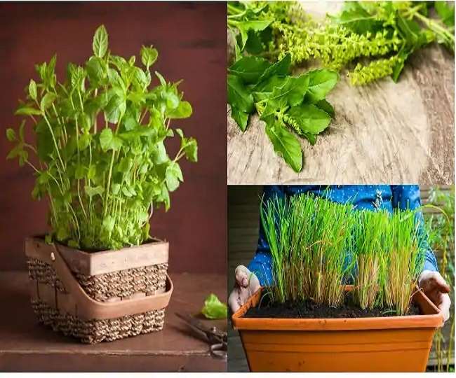 Indian Medicinal Plants इन 5 मेडिसनल प्लांट से करें सर्दी, जुकाम और