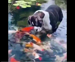 इस वीडियो को UncleRandom नामक शख्स ने सोशल मीडिया ट्विटर पर अपने अकांउट से शेयर किया है।