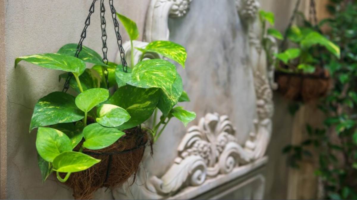 https://www.jagranimages.com/images/newimg/07082022/07_08_2022-money-plant_1_22958614.jpg