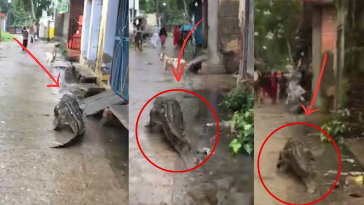 an 8 feet long crocodile came out on a village walk villagers in panic rescued after a lot of hard work