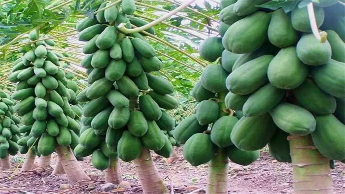 पपीते के साथ केले की खेती से करें बंपर कमाई। (सांकेतिक फोटो)